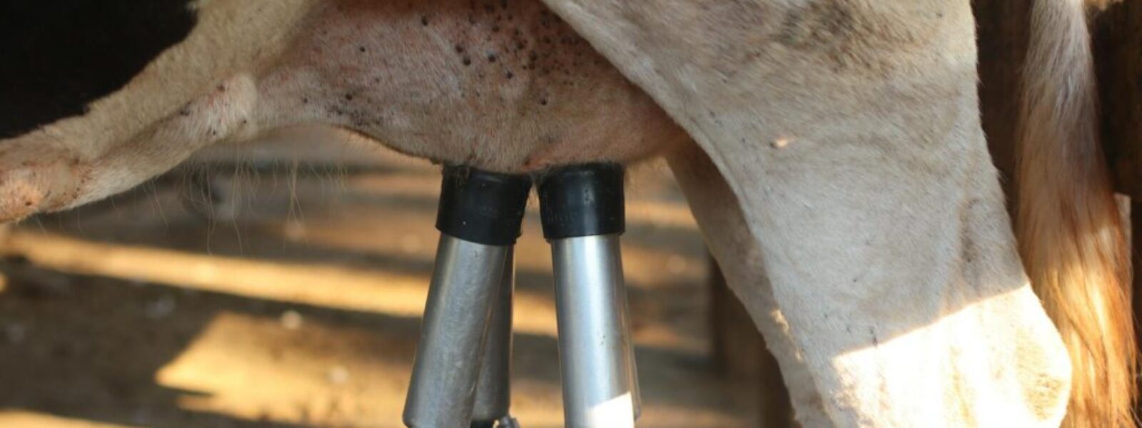 Dairy Supply Chain Pressures Mount as Waikato and Northland Farms Face Auckland Processor Squeeze — featured image