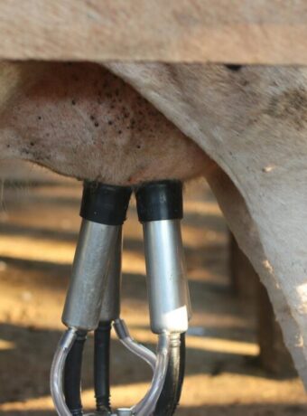 Dairy Supply Chain Pressures Mount as Waikato and Northland Farms Face Auckland Processor Squeeze — featured image