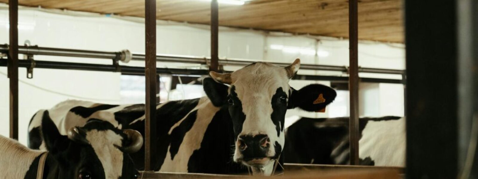 Export Dairy Prices Surge 15% as Global Supply Tightens, Lifting New Zealand Producer Returns — featured image