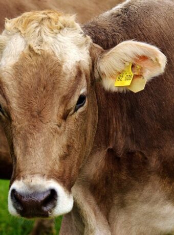 New Zealand dairy exports face headwinds as China demand softens and climate costs mount — featured image