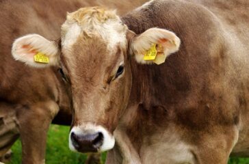 dairy export revenue — Dairy