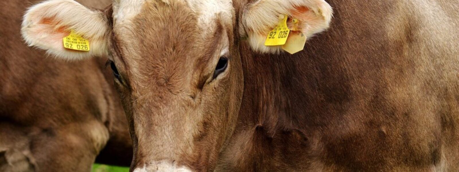 dairy exports USA — Exports