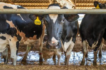 dairy export revenue — Dairy