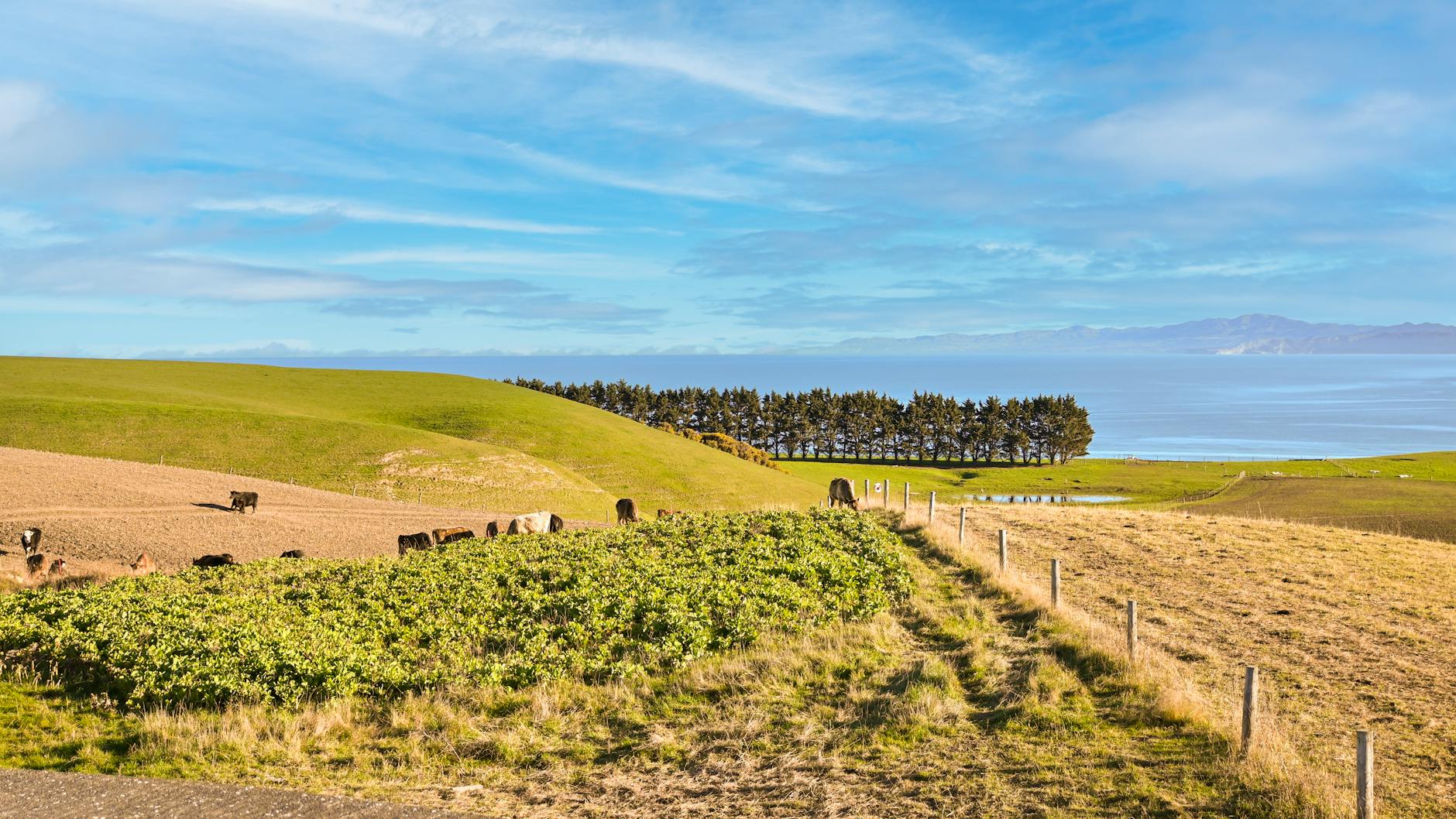 dairy export revenue New Zealand