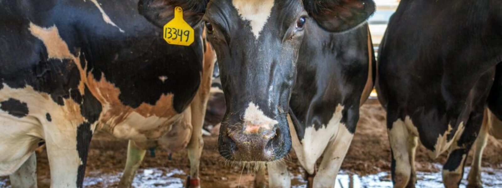 dairy prices surge — Dairy