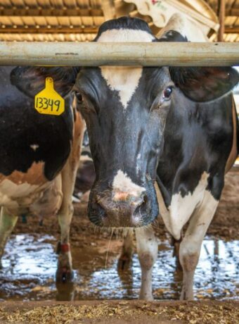 dairy prices surge — Dairy