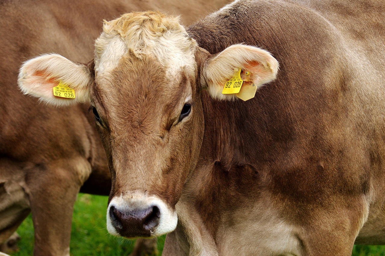 dairy supply chain — Dairy