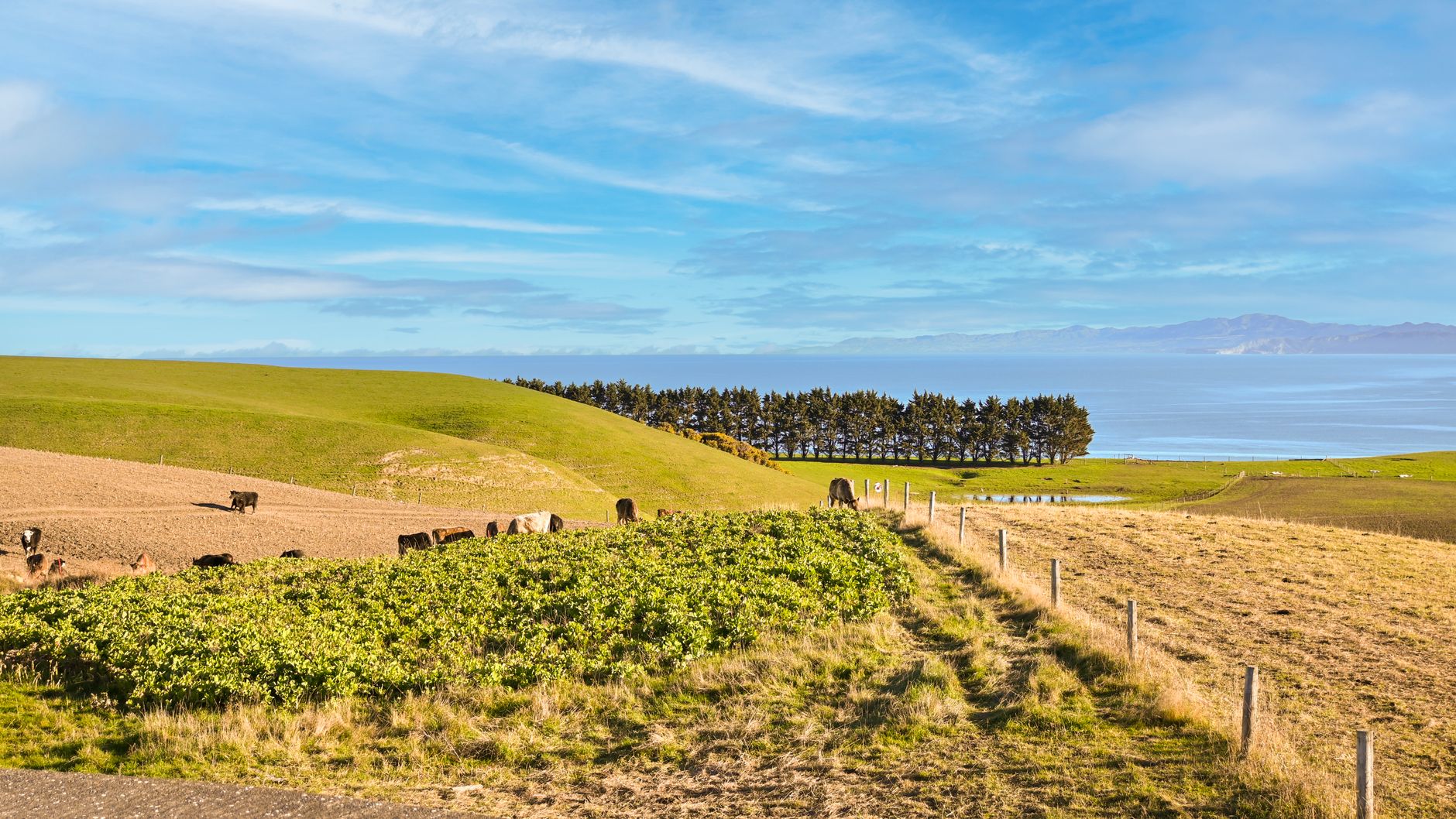 dairy exports headwinds New Zealand